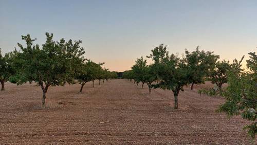 imagen 8 de Finca rustica almendros- plena producción