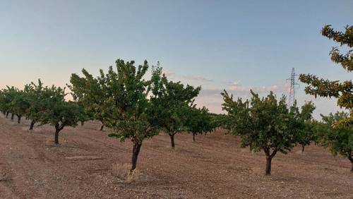 imagen 9 de Finca rustica almendros- plena producción