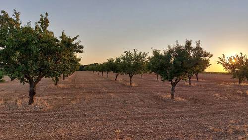 imagen 1 de Finca rustica almendros- plena producción