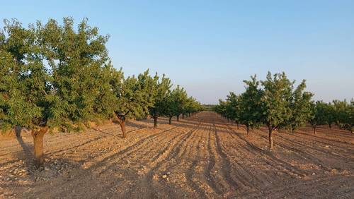 imagen 2 de Finca rustica almendros- plena producción