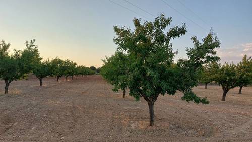 imagen 6 de Finca rustica almendros- plena producción