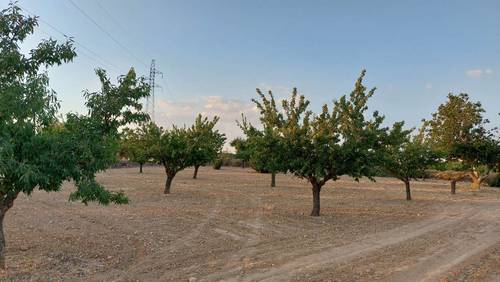 imagen 4 de Finca rustica almendros- plena producción