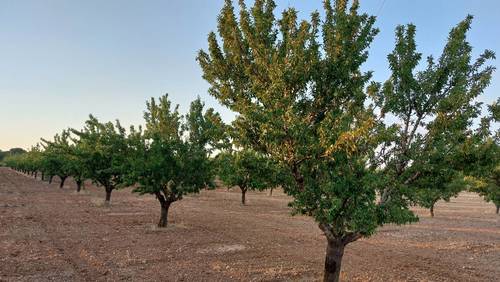 imagen 3 de Finca rustica almendros- plena producción