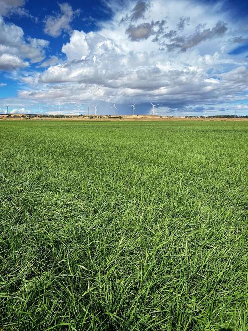 imagen 3 de ¡PARA ENTRAR A REGAR! Finca rústica de regadío con cultivo de alfalfa, derechos de PAC, equipada con Pivot Hipódromo marca BAUER y generador integrado.