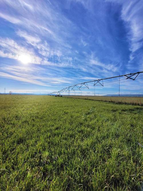 imagen 1 de ¡PARA ENTRAR A REGAR! Finca rústica de regadío con cultivo de alfalfa, derechos de PAC, equipada con Pivot Hipódromo marca BAUER y generador integrado.