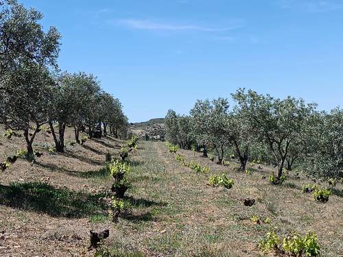 imagen 3 de Terreno en venta en carretera Almendral, km 11