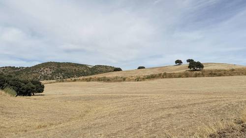 imagen 3 de CASA CORTIJO EN FINCA RÚSTICA DE 756 ha CON COTO DE CAZA Y GANADERÍA (SIERRA SUR SEVILLA)