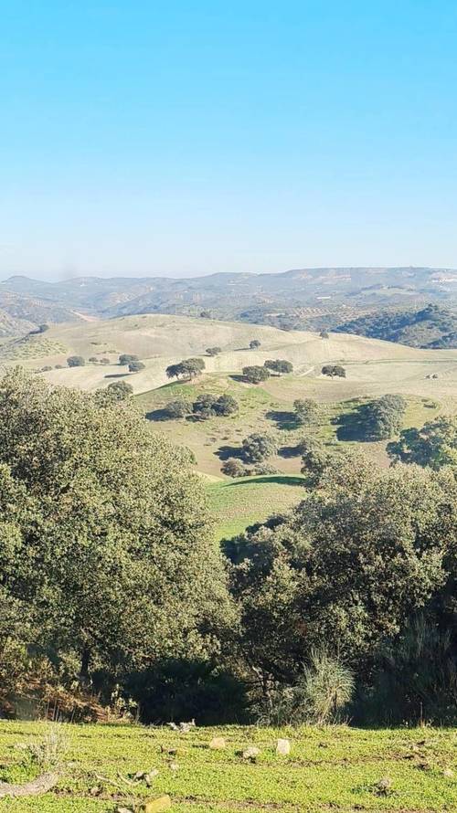 imagen 1 de CASA CORTIJO EN FINCA RÚSTICA DE 756 ha CON COTO DE CAZA Y GANADERÍA (SIERRA SUR SEVILLA)