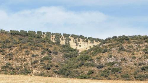 imagen 5 de CASA CORTIJO EN FINCA RÚSTICA DE 756 ha CON COTO DE CAZA Y GANADERÍA (SIERRA SUR SEVILLA)