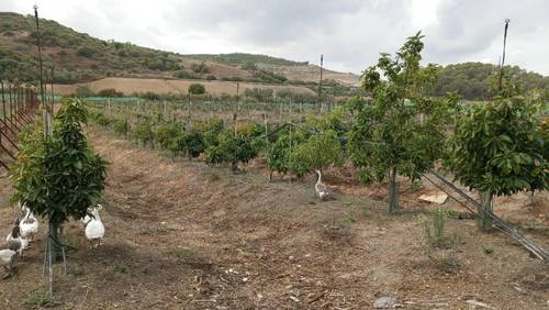 imagen 1 de Aguacates 4hect con agua