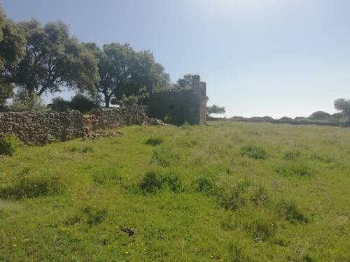 imagen 5 de PRADO en las faldas de Sierra de Montánchez