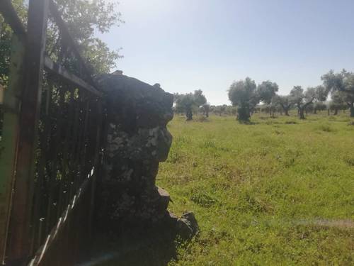 imagen 8 de PRADO en las faldas de Sierra de Montánchez