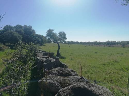 imagen 9 de PRADO en las faldas de Sierra de Montánchez