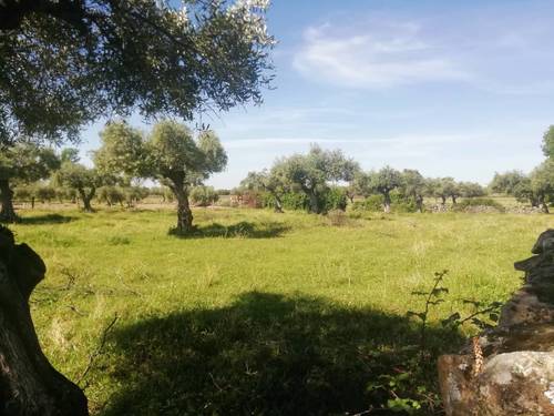 imagen 10 de PRADO en las faldas de Sierra de Montánchez