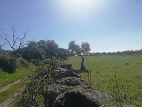 imagen 14 de PRADO en las faldas de Sierra de Montánchez