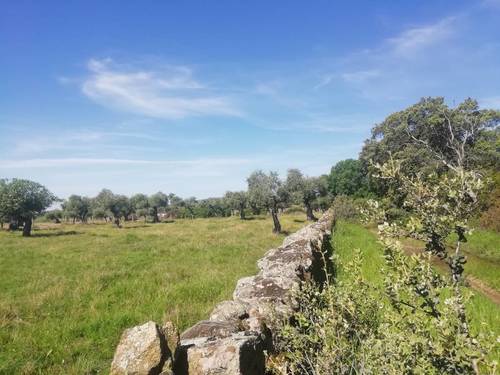 imagen 7 de PRADO en las faldas de Sierra de Montánchez