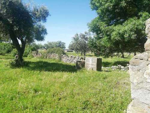 imagen 6 de PRADO en las faldas de Sierra de Montánchez