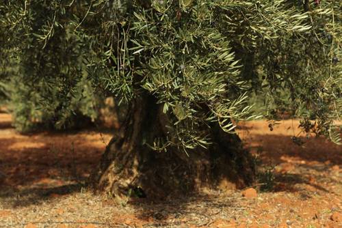 imagen 1 de Finca de olivos centenarios, almendros y frutales