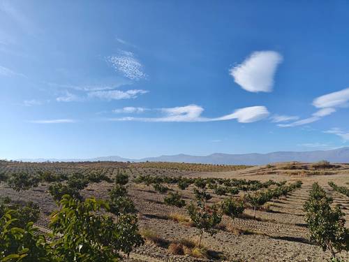 imagen 4 de FINCA ALMENDROS Y PISTACHOS REGADÍO