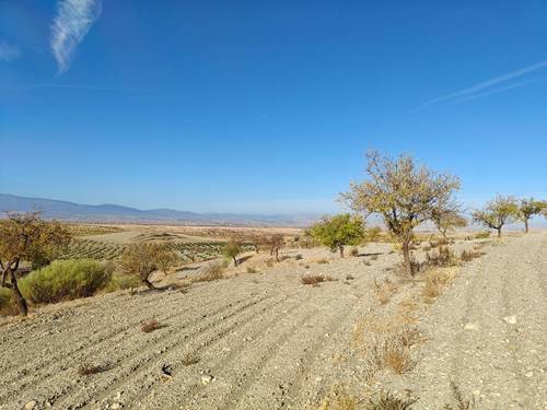 imagen 5 de FINCA ALMENDROS Y PISTACHOS REGADÍO