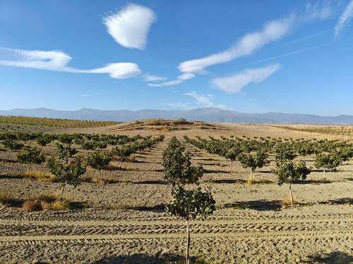 imagen 1 de FINCA ALMENDROS Y PISTACHOS REGADÍO