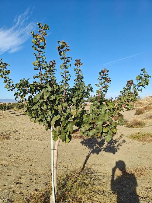 imagen 2 de FINCA ALMENDROS Y PISTACHOS REGADÍO