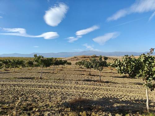 imagen 3 de FINCA ALMENDROS Y PISTACHOS REGADÍO