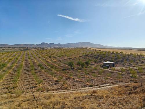 imagen 10 de FINCA ALMENDROS Y PISTACHOS REGADÍO