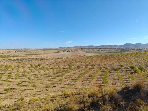 imagen 11 de FINCA ALMENDROS Y PISTACHOS REGADÍO