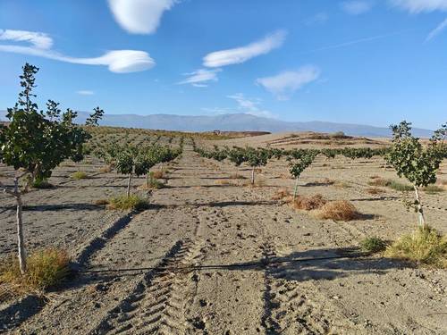 imagen 1 de FINCA ALMENDROS Y PISTACHOS REGADÍO