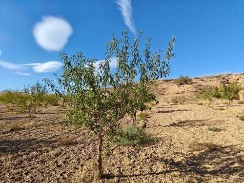 imagen 7 de FINCA ALMENDROS Y PISTACHOS REGADÍO