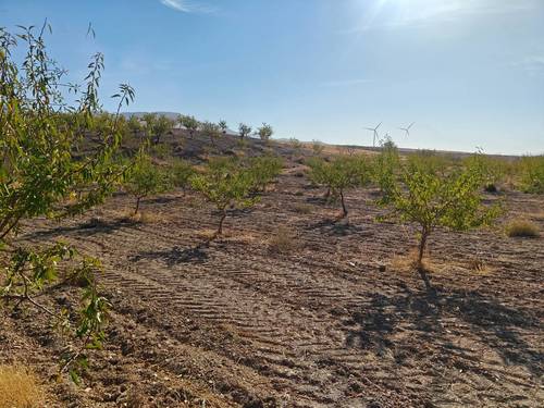 imagen 8 de FINCA ALMENDROS Y PISTACHOS REGADÍO