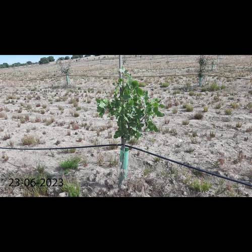 imagen 1 de VENDO FINCA DE PISCHOS 5 HECTAREAS.