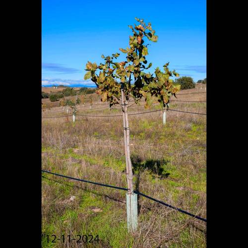 imagen 4 de VENDO FINCA DE PISCHOS 5 HECTAREAS.