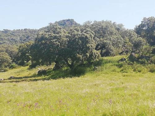 imagen 5 de Prado en las faldas de Sierra de Montánchez