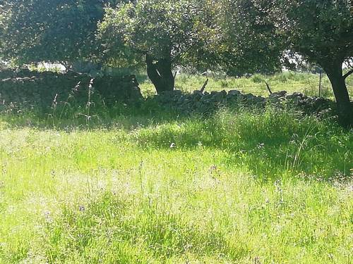 imagen 3 de Prado en las faldas de Sierra de Montánchez