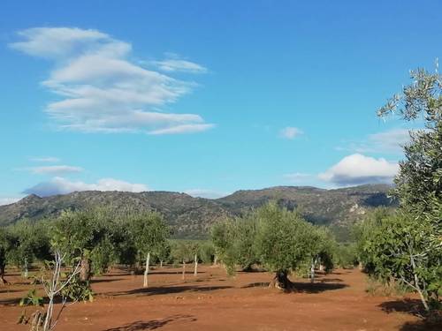 imagen 6 de OLIVAR LA CUBETA cerca de  arroyo en Arroyomolinos