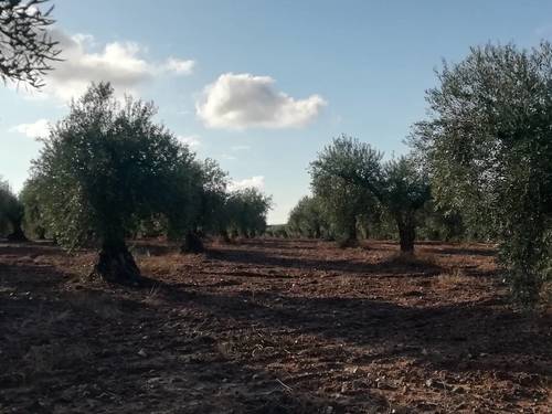 imagen 5 de OLIVAR LA CUBETA cerca de  arroyo en Arroyomolinos