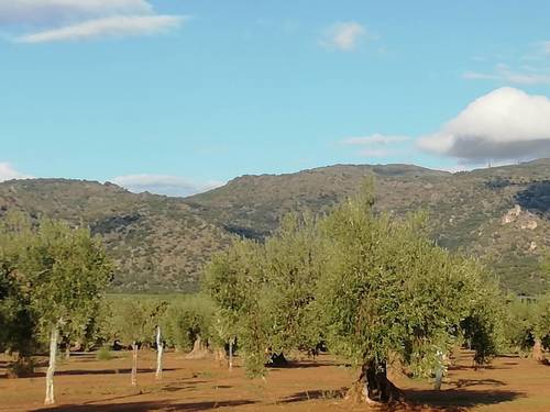 imagen 7 de OLIVAR LA CUBETA cerca de  arroyo en Arroyomolinos