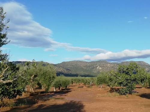 imagen 8 de OLIVAR LA CUBETA cerca de  arroyo en Arroyomolinos