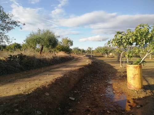 imagen 15 de OLIVAR LA CUBETA cerca de  arroyo en Arroyomolinos