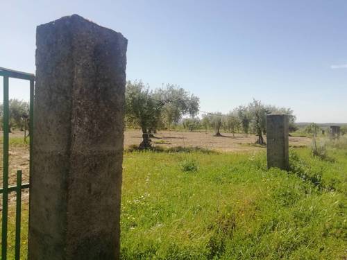 imagen 1 de HIGUERAL EN CAÑADA DE LAS TAPIAS. ARROYOMOLINOS