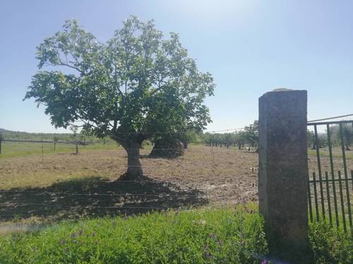 imagen 4 de HIGUERAL EN CAÑADA DE LAS TAPIAS. ARROYOMOLINOS