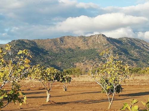 imagen 6 de HIGUERAL EN CAÑADA DE LAS TAPIAS. ARROYOMOLINOS