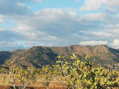 imagen 8 de HIGUERAL EN CAÑADA DE LAS TAPIAS. ARROYOMOLINOS