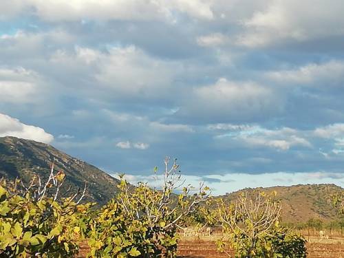 imagen 9 de HIGUERAL EN CAÑADA DE LAS TAPIAS. ARROYOMOLINOS