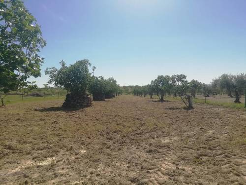 imagen 3 de HIGUERAL EN CAÑADA DE LAS TAPIAS. ARROYOMOLINOS