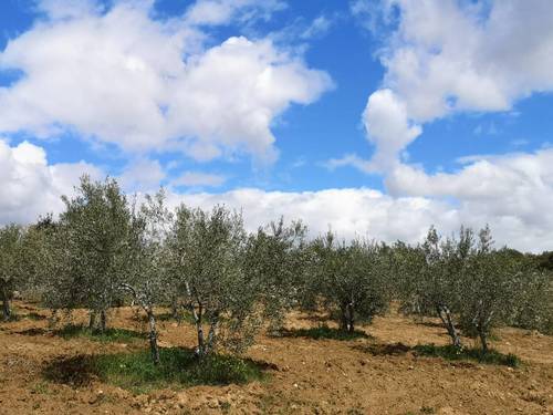 imagen 4 de Olivar en San Felices de los Gallegos