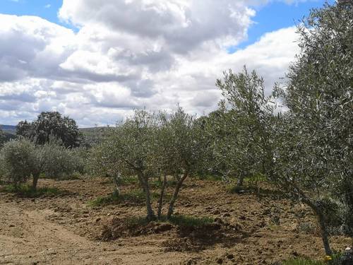 imagen 3 de Olivar en San Felices de los Gallegos