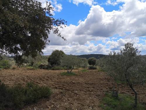 imagen 7 de Olivar en San Felices de los Gallegos